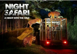 Night Safari Packages Taman Safari Bali - Best Way To Spend A Thrilling Night