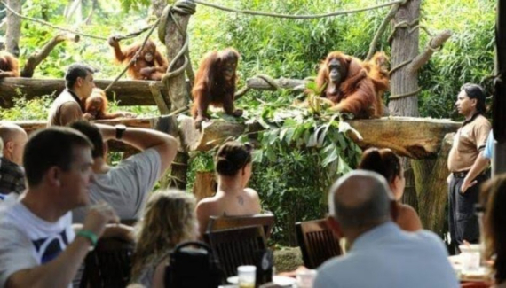 Breakfast with Orangutan at Bali Zoo and ATV Quad Ride Tour Packages