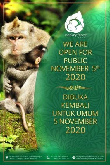 Ubud Monkey Forest Bali Will Reopen for Public November 5th