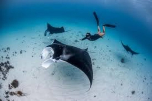 Swim with Manta Rays in Nusa Penida: An Unforgettable Adventure from Bali