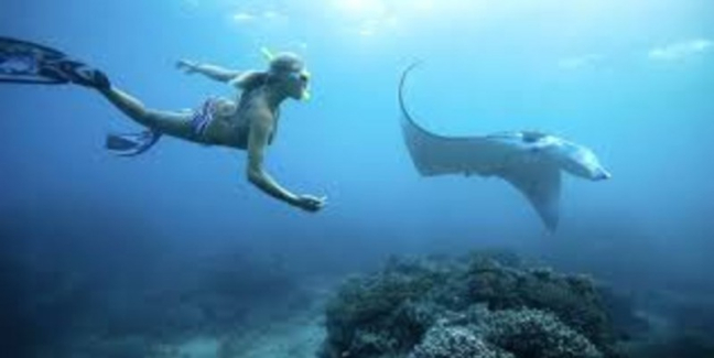 Manta Rays Snorkeling Adventure in Nusa Penida from Bali
