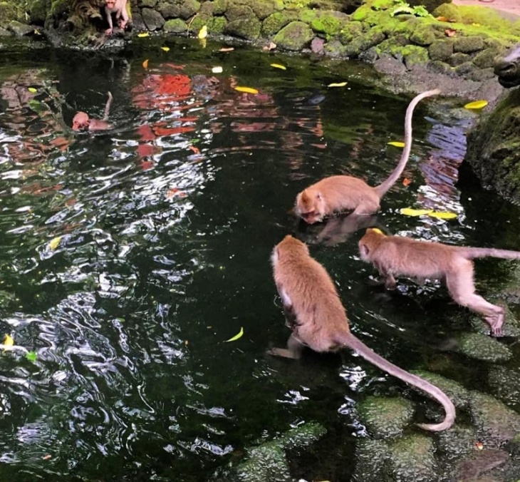 Bali Monkey Forest Mengwi Temple and Tanah Lot Afternoon Tour