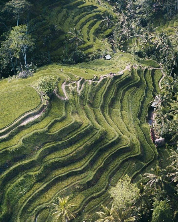 Ubud to Tegalalang Rice Terrace Taxi Price