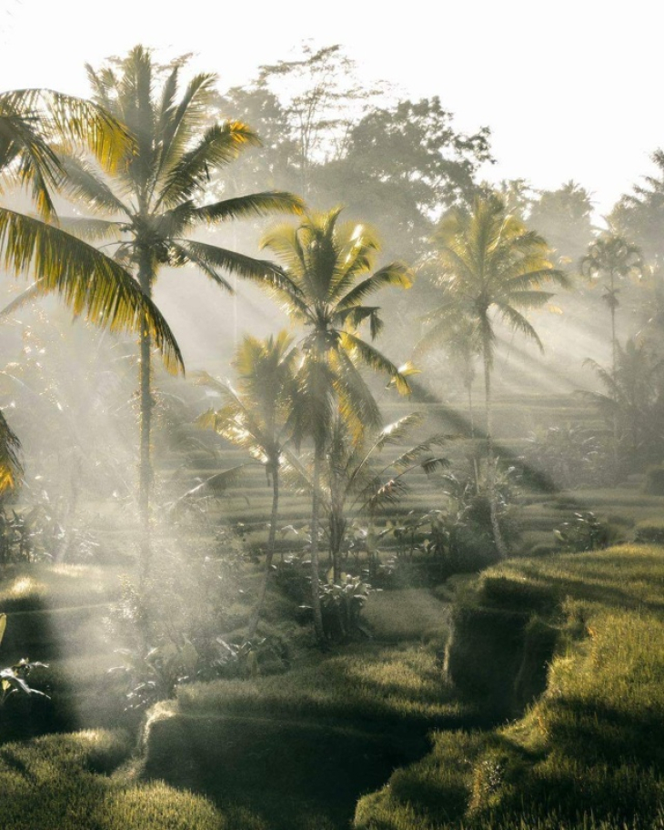 Easy and Comfortable Bali Airport Transfers to Ubud – Your Perfect Start to a Bali Holiday