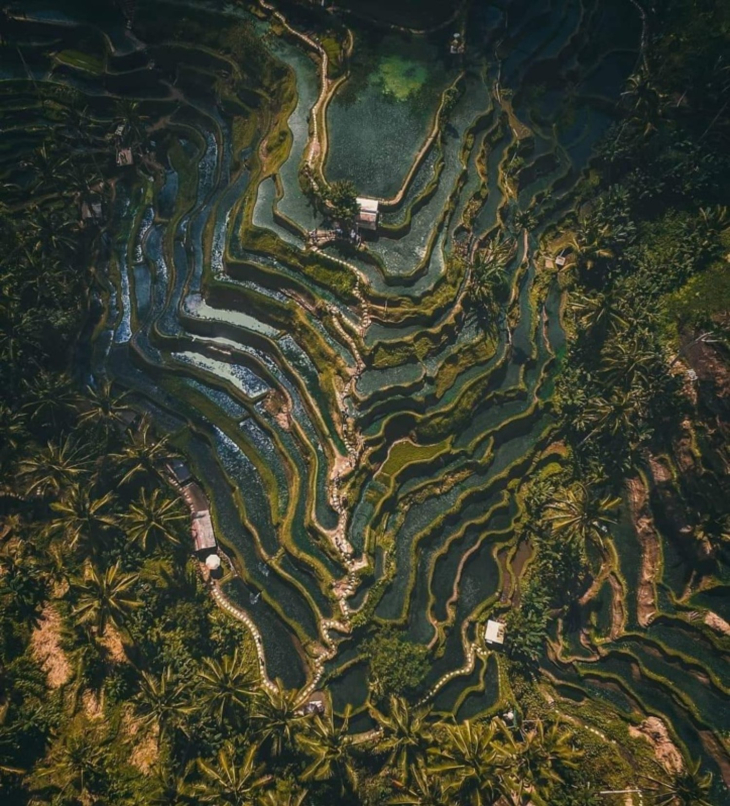 Ubud Monkey Forest and Tegalalang Rice Fields Private Day Tour