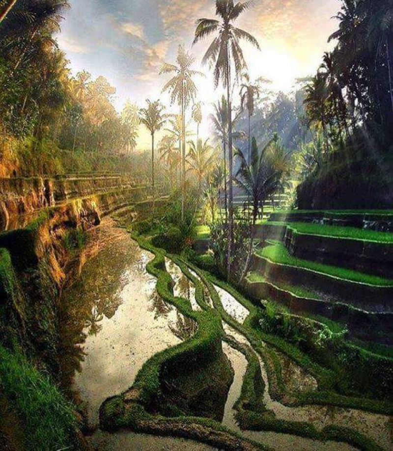 Bali Swing Sacred Monkey Forest and Volcano Day Tours