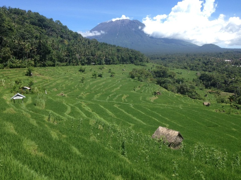 Bali Rice Terraces Kastala Tenganan Trekking Tour
