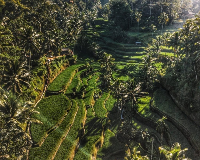Ubud & Rice Field Tour